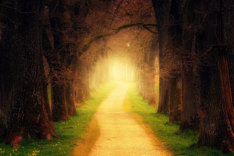 Mystical Forest